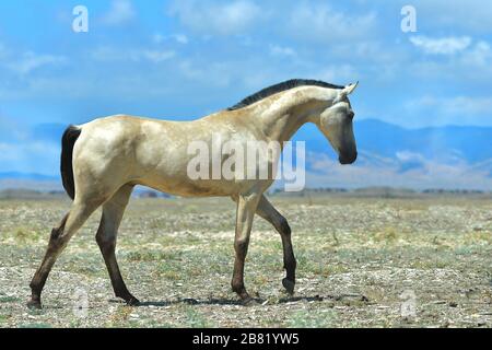 Junger Buchsleder akhal teke Colt, der in der Steppe gegen Moiunains und strahlend blauen Himmel spazieren ging. Stockfoto