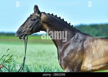 Akhal Teke Buckskin Hengst will Gras essen. Lustige Tierporträts. Stockfoto