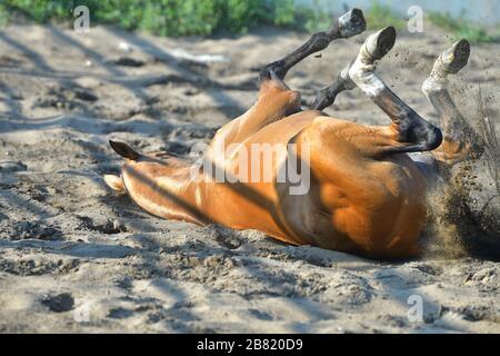 Bay akhal Teke züchtet Pferderollen im Sand-Paddock. Auf den Kopf gestellt. Stockfoto