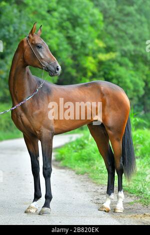 Bay Akhal Teke-Pferd steht im Showhalter und blickt in die Ferne. Stockfoto