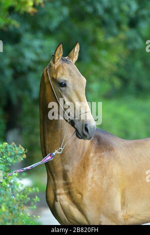 In einem Wald stehender Buckskin Akhal Teke-Hengst. Tierpotrait. Stockfoto