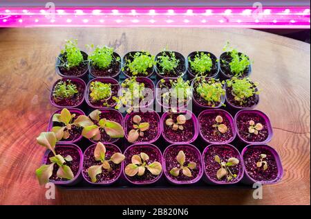 Blumensämlinge unter dem Licht der Vollspektrumphytolampen. Wachsende Petunia Sämlinge unter violettem Licht von einer LED wachsen Licht. Stockfoto