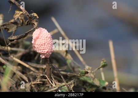 Eierschalen Kirschen in Reisfarm Natur, Nagelpinkeier oder Pomacea Canaliculata, Eier von goldener apfelschnecke Stockfoto