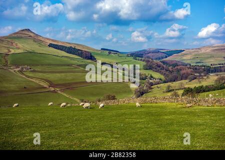 Schafe weiden am Hügel Shutlingsloe in der Nähe des Dorfes Wildenboardclough im Peak District einen der höchsten Punkte in Cheshire England Stockfoto