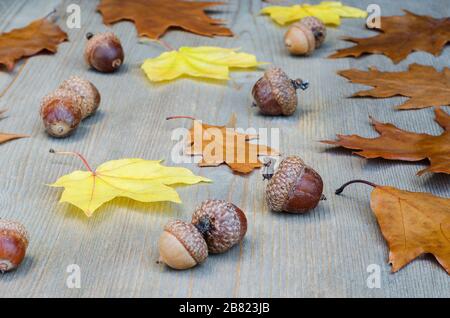 Herbstgelbe Blätter und Eicheln auf Baumhintergrund Stockfoto