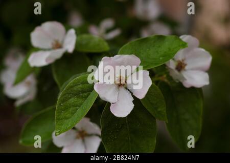 Quitte blüht nach Regen im Frühjahr Stockfoto