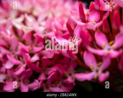 Der dichte Haufen von rosafarbenen Ixora-blüten Stockfoto
