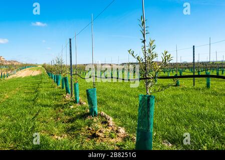 Februar 2020 - Belianes-Preixana, Spanien. Eine junge Olivenplantage. Stockfoto