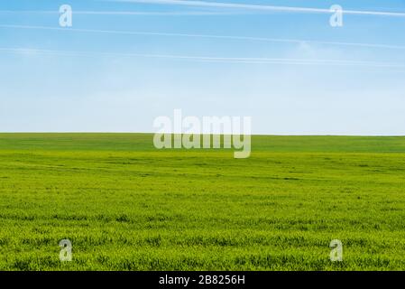 Februar 2020 - Belianes-Preixana, Spanien. Foto von einem grünen Rasenfeld mit blauem Himmel mit ein wenig Dunst. Stockfoto