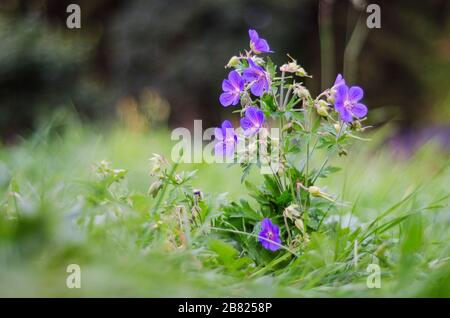 Pflanzen Sie mit blauen Blumen Stockfoto
