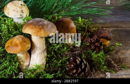Polnischweiße Pilze auf Holzgrund Stockfoto