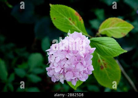 Hortensia macrophylla nigra Stockfoto