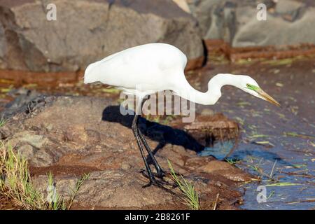 Western Great Egret in der Hochsaison im Kruger National Park, Südafrika Stockfoto