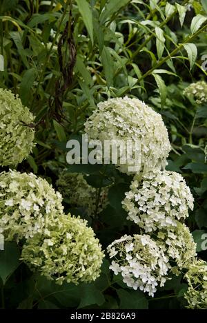 Hortensia arborescens annabelle Stockfoto