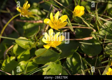 Bild der gelben Wildblume auf der Frühlings-Wiese Stockfoto