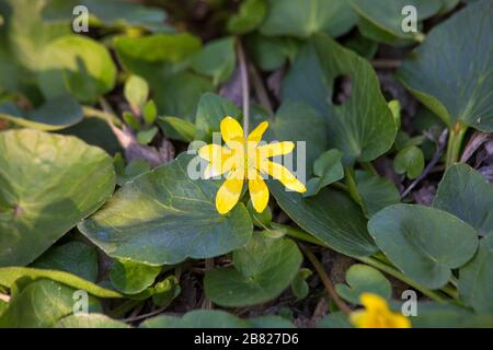 Bild der gelben Wildblume auf der Frühlings-Wiese Stockfoto