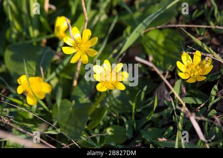 Bild der gelben Wildblume auf der Frühlings-Wiese Stockfoto