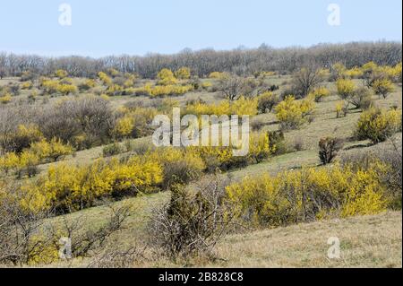 Reihen von blühenden Cornelschen Kirschdoghölzern (Cornus mas) an einem sonnigen Tag im Frühling Stockfoto