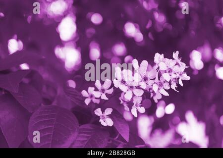 Zweig der blühenden Vogelkirsche auf Laubenhintergrund. Prunus Padus. Fantastisches helles Bild. Getontes Foto Stockfoto