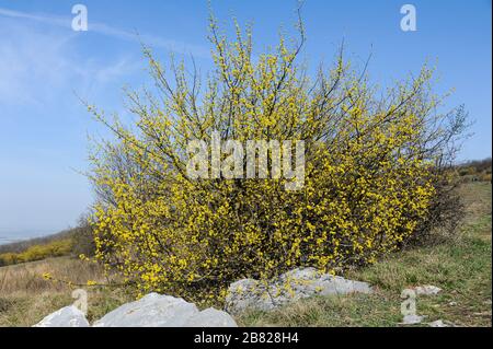 Ein blühendes Cornelisches Kirschdogholz (Cornus mas) an einem sonnigen Tag im Frühling Stockfoto