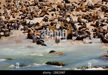Tausende Robben auf dem Dyer Island Reserve vor der Küste Südafrikas Stockfoto