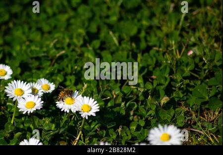 Kleeblattwiese mit Biene saugt Nektar an weißen Gänseblümchen Stockfoto