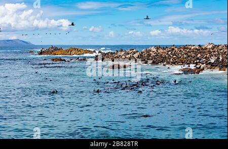 Tausende Robben auf dem Dyer Island Reserve vor der Küste Südafrikas Stockfoto