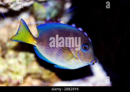 Blauer (gelber Juvenile) atlantischer Meeresüberseetang - Acanthurus coeruleus Stockfoto