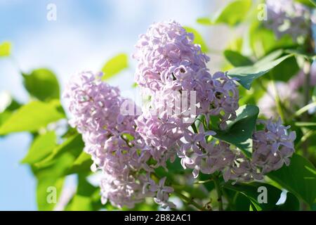 Ein Zweig von blühenden weißen Flieder. Weiße Makroblumen im Frühjahr, horizontales Foto Stockfoto