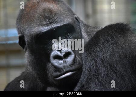 Western Lowland Gorilla Nahaufnahme Stockfoto