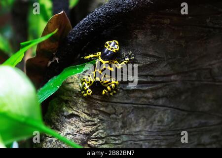 Gelb Gebändertes Gift Dart Frog Close Up Stockfoto