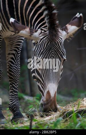 Zebra im Zoo Essen Essen in der Nähe Stockfoto