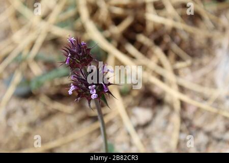 Desert Chia, Salvia Columbariae, eine kleine jährliche Quelle im Joshua Tree National Park, Southern Mojave Desert. Stockfoto