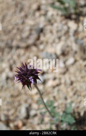 Desert Chia, Salvia Columbariae, eine kleine jährliche Quelle im Joshua Tree National Park, Southern Mojave Desert. Stockfoto