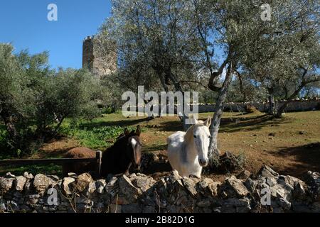 Zwei Pferde in einem Olivenhain unterhalb der Burg Alanis in der Provinz Andalucia, Spanien. Die Pferde stehen hinter einer Steinmauer. Ein Pferd ist weiß Stockfoto
