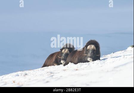 Nahaufnahme von männlichen Musk Ochsen, die im Schnee liegen, Dovrefjell-Gebirge, Norwegen. Stockfoto