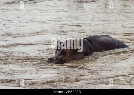 Ein übliches Flusspferd, Hippopotamus amphibisch, in schnell fließendem Wasser im Olifants River, Kruger National Park, Südafrika Stockfoto