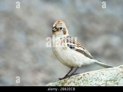 Nahaufnahme einer Schneebunte (Plectrophenax nivalis), die auf einem Felsen, Island, thront. Stockfoto