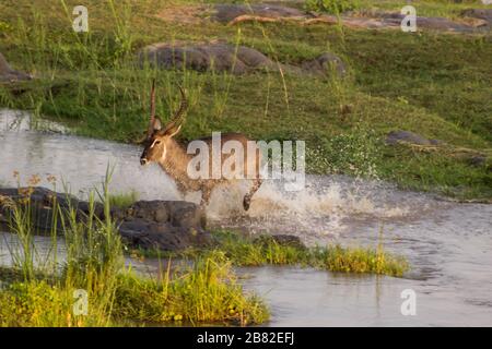 Ein Wasserbock-Stier (Kobus Ellipsiprymnus) sprang am späten Nachmittag durch das Wasser des Olifants River, Kruger National Park, Südafrika Stockfoto