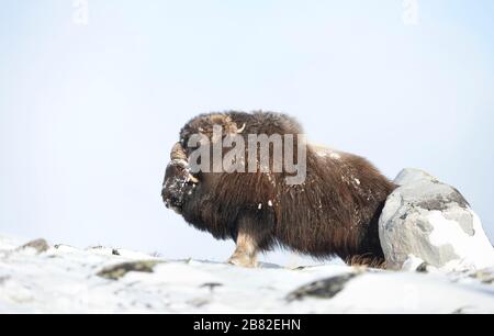 Nahaufnahme eines männlichen Musk Ox auf einem Stein in den verschneiten Dovrefjell-Bergen, Winter in Norwegen. Stockfoto