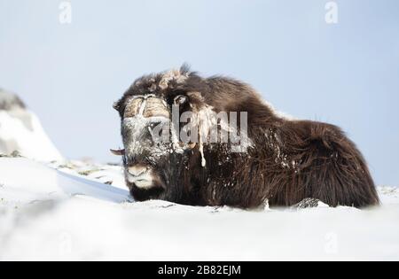 Nahaufnahme eines männlichen auf Schnee liegenden Musk Ox, Winter in Norwegen. Stockfoto