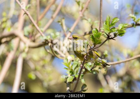 Greenfinch (Carduelis chloris) schwere konische Rechnung großer Kopf Shorty gebratenen Schwanz olivgrün, heller Rücken und rumpffarbgelb auf Flügeln und Schwanz Stockfoto