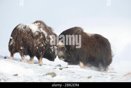 Nahaufnahme von zwei großen, kräftigen Musken-Oxen, die im Winter kämpfen, Norwegen. Stockfoto