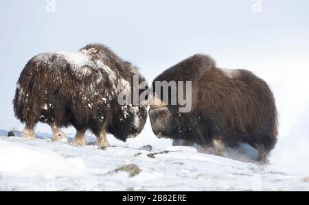 Nahaufnahme von zwei großen, kräftigen Musken-Oxen, die im Winter kämpfen, Norwegen. Stockfoto