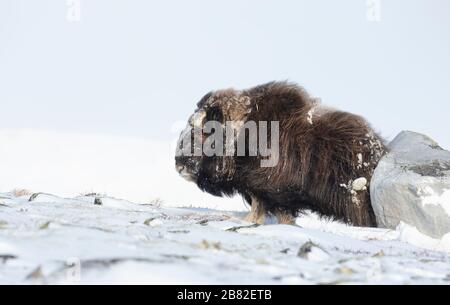 Nahaufnahme eines männlichen Musk Ox auf einem Stein in den verschneiten Dovrefjell-Bergen, Winter in Norwegen. Stockfoto