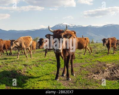 Neugierige Kühe in Gori, Georgia. Geburtsort des sowjetischen Staatschefs Joseph Stalin. Stockfoto