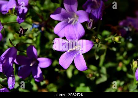 Nahaufnahme der schönen lila dalmatiner Glockenblumen Stockfoto