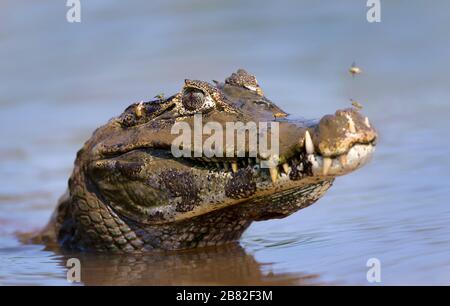 Nahaufnahme eines Yacare Kaimane (Caiman yacare) schwimmen im Wasser, im südlichen Pantanal, Brasilien. Stockfoto