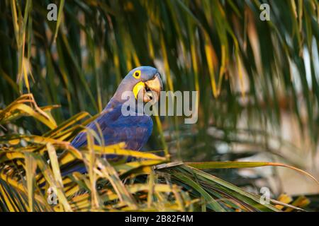 Nahaufnahme eines Hyazinthara thront in einer Palme, Süd Pantanal, Brasilien. Stockfoto