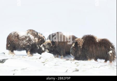 Nahaufnahme der Musk Oxen, die im Winter kämpfen, Norwegen, Dovrefjell-Nationalpark. Stockfoto